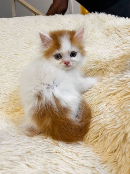 แมวเปอร์เซียสีส้ม รูปที่ 9