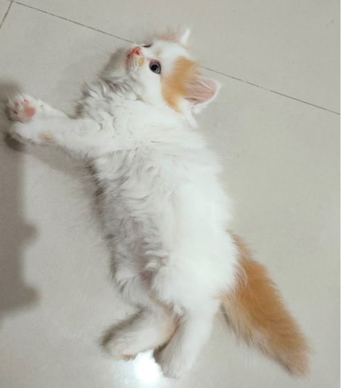 แมวเปอร์เซียสีส้ม รูปที่ 12