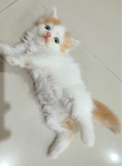 แมวเปอร์เซียสีส้ม รูปที่ 13