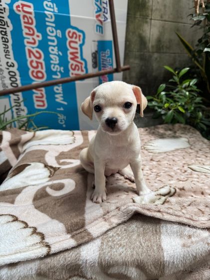 น้องชิขนสั้น เด็กหญิง รูปที่ 3