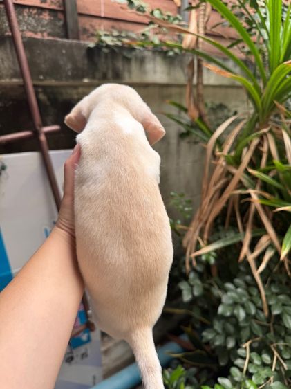 น้องชิขนสั้น เด็กหญิง รูปที่ 5