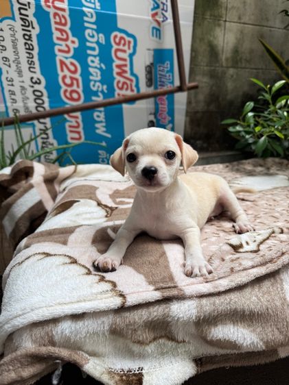 น้องชิขนสั้น เด็กหญิง