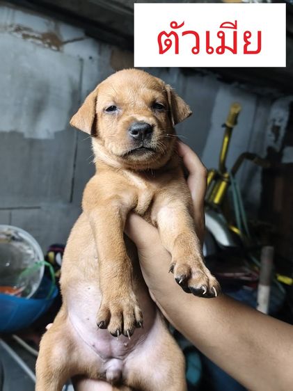 หาบ้านลูกสุนัข ไม่มีค่าใช้จ่าย รูปที่ 4