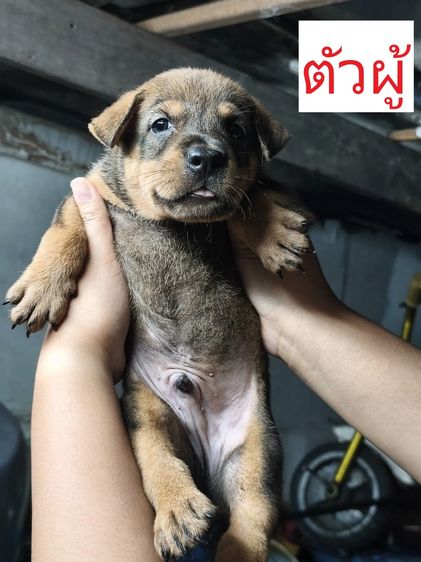 หาบ้านลูกสุนัข ไม่มีค่าใช้จ่าย รูปที่ 2