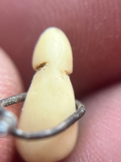 เสือ(มีสินค้าหลายรายการกดเข้ามาดูในโปรไฟล์ได้เลยครับ) รูปที่ 4