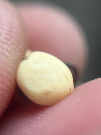 เสือ(มีสินค้าหลายรายการกดเข้ามาดูในโปรไฟล์ได้เลยครับ) รูปที่ 5