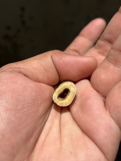 เสือ(มีสินค้าหลายรายการกดเข้ามาดูในโปรไฟล์ได้เลยครับ) รูปที่ 12