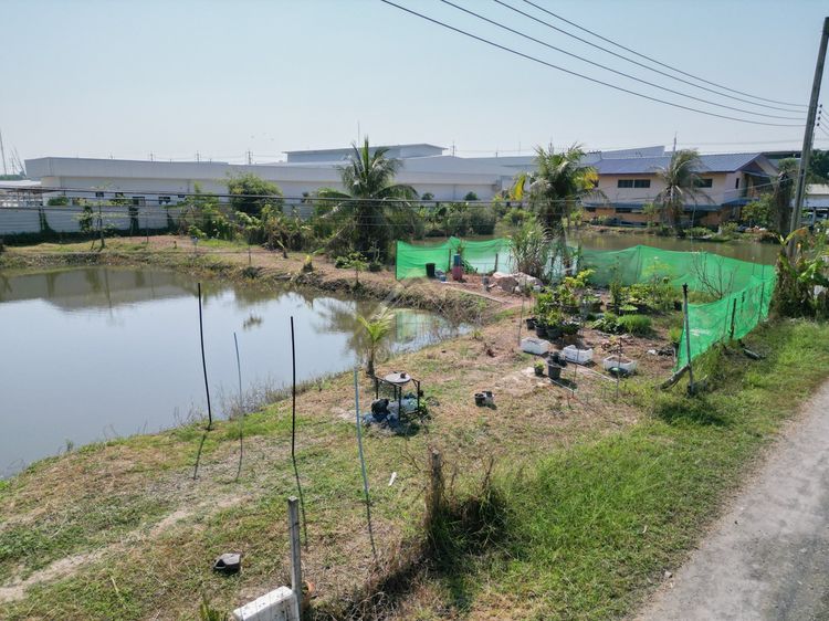 น้ำไม่ท่วม ขาย เช่าระยะยาวที่ดินเปล่าติดบ่อ 160 ตรว เหมาะทําโกดัง คลังสินค้า ใกล้โครงการวงแหวนรอบที่3 รูปที่ 2