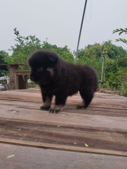 เชาๆผสมไซบีเรียน รูปที่ 2