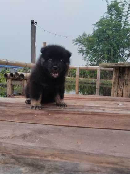 เชาๆผสมไซบีเรียน