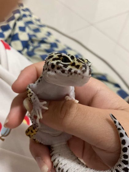 หาบ้านให้น้องตุ๊กแกเสือดาว อายุ 1.4ปี เพศเมีย มอร์ฟ snow black line 