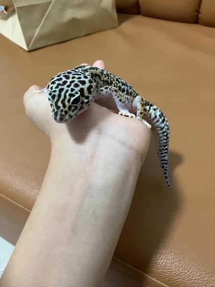 หาบ้านให้น้องตุ๊กแกเสือดาว อายุ 1.4ปี เพศเมีย มอร์ฟ snow black line  รูปที่ 2