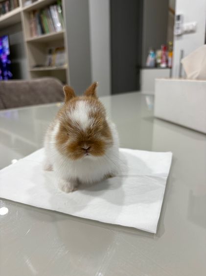 ลูกกระต่ายสายพันธุ์ND รูปที่ 2