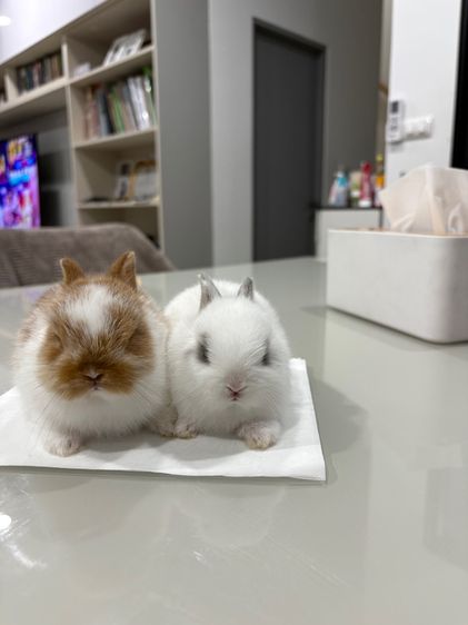 ลูกกระต่ายสายพันธุ์ND