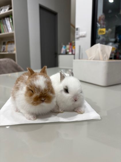 ลูกกระต่ายสายพันธุ์ND รูปที่ 5