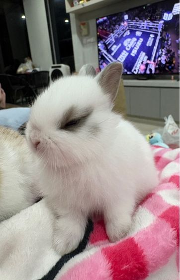 ลูกกระต่ายสายพันธุ์ND รูปที่ 4