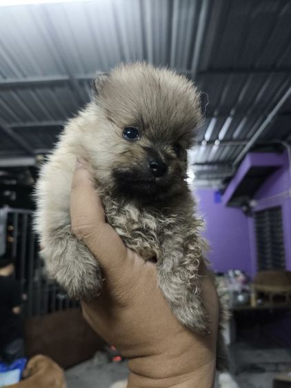 ปอมเมอเรเนียน ผสม ชิสุ รูปที่ 6