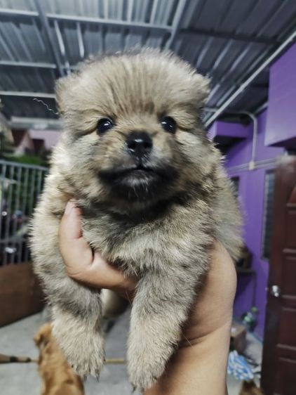 ปอมเมอเรเนียน ผสม ชิสุ รูปที่ 4