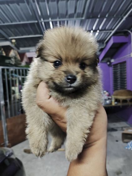 ปอมเมอเรเนียน ผสม ชิสุ รูปที่ 2