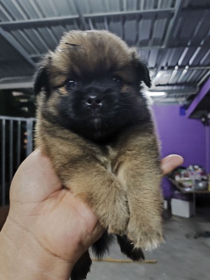 ปอมเมอเรเนียน ผสม ชิสุ รูปที่ 3