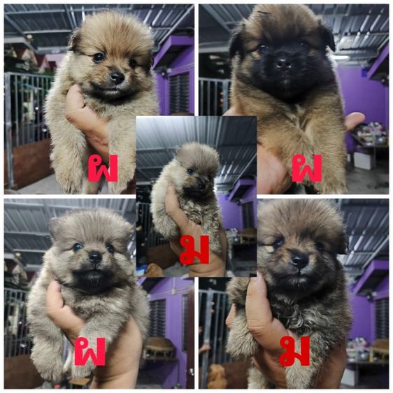 ปอมเมอเรเนียน ผสม ชิสุ