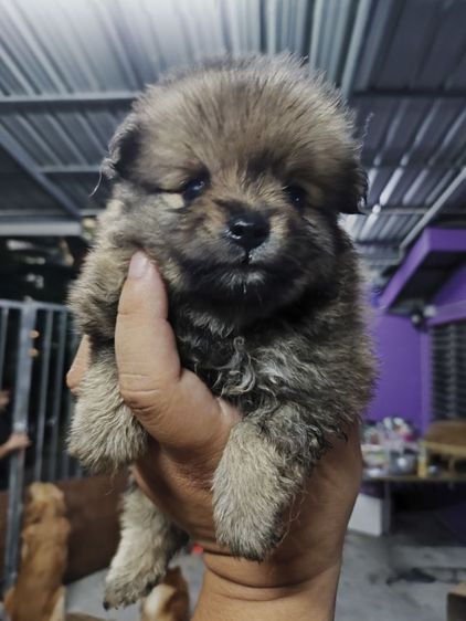 ปอมเมอเรเนียน ผสม ชิสุ รูปที่ 5