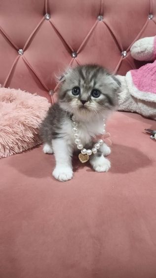 น้องสก็อตติช 😻🫶🏡🎉เด็กชายหูพับ 2 ตัว รูปที่ 10