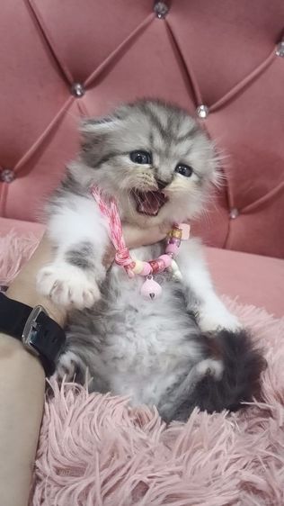 น้องสก็อตติช 😻🫶🏡🎉เด็กชายหูพับ 2 ตัว รูปที่ 2