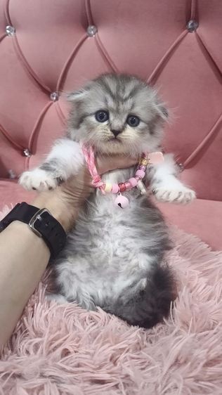 สก็อตติช โฟลด์ (Scottish Fold) น้องสก็อตติช 😻🫶🏡🎉เด็กชายหูพับ 2 ตัว