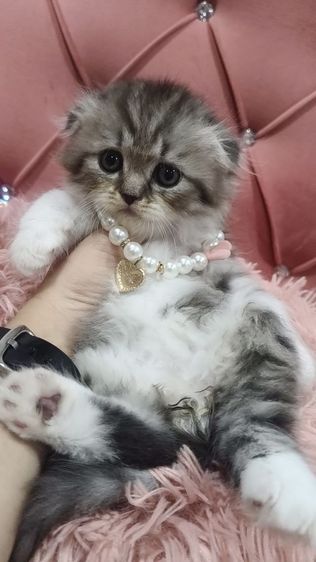 น้องสก็อตติช 😻🫶🏡🎉เด็กชายหูพับ 2 ตัว รูปที่ 8