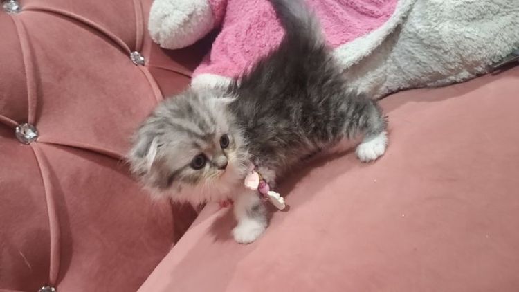 น้องสก็อตติช 😻🫶🏡🎉เด็กชายหูพับ 2 ตัว รูปที่ 6