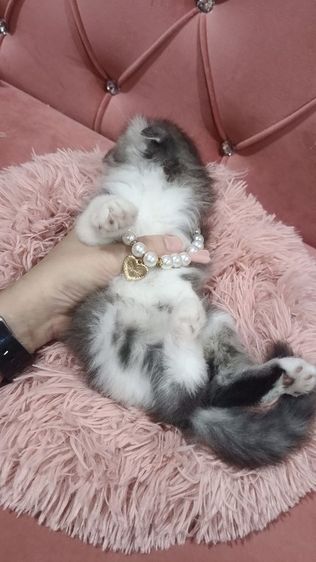 น้องสก็อตติช 😻🫶🏡🎉เด็กชายหูพับ 2 ตัว รูปที่ 7