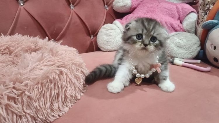 น้องสก็อตติช 😻🫶🏡🎉เด็กชายหูพับ 2 ตัว รูปที่ 3