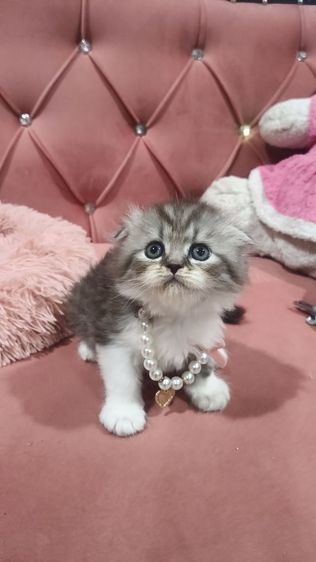 น้องสก็อตติช 😻🫶🏡🎉เด็กชายหูพับ 2 ตัว รูปที่ 4