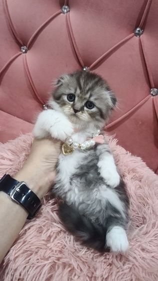 น้องสก็อตติช 😻🫶🏡🎉เด็กชายหูพับ 2 ตัว รูปที่ 5