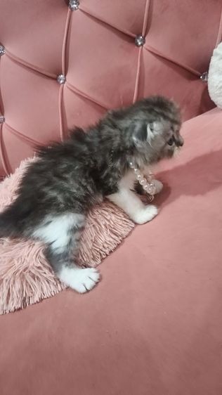 น้องสก็อตติช 😻🫶🏡🎉เด็กชายหูพับ 2 ตัว รูปที่ 9