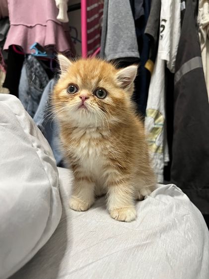 ลูกแมวน่ารัก รูปที่ 3