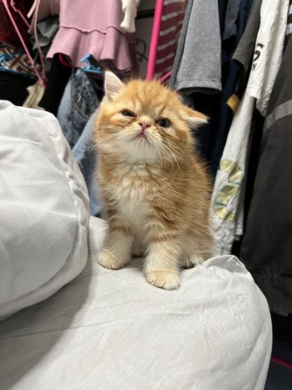 ลูกแมวน่ารัก รูปที่ 4