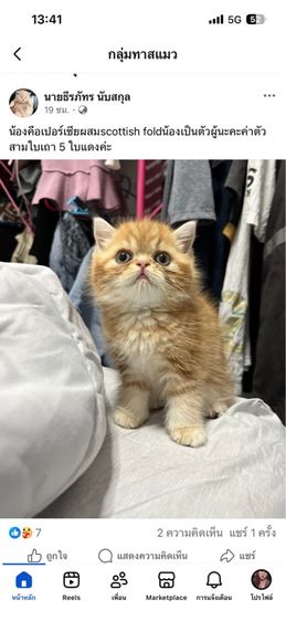 ลูกแมวน่ารัก