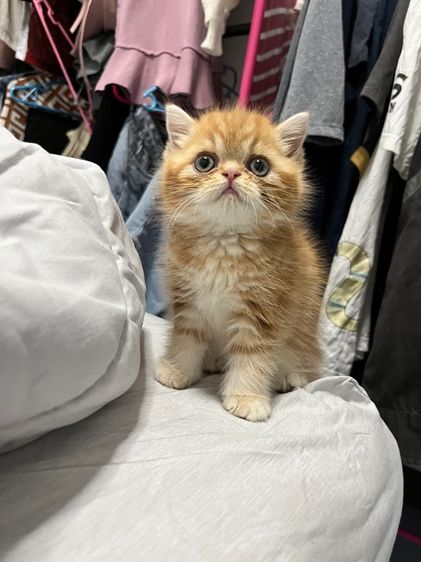 ลูกแมวน่ารัก รูปที่ 7