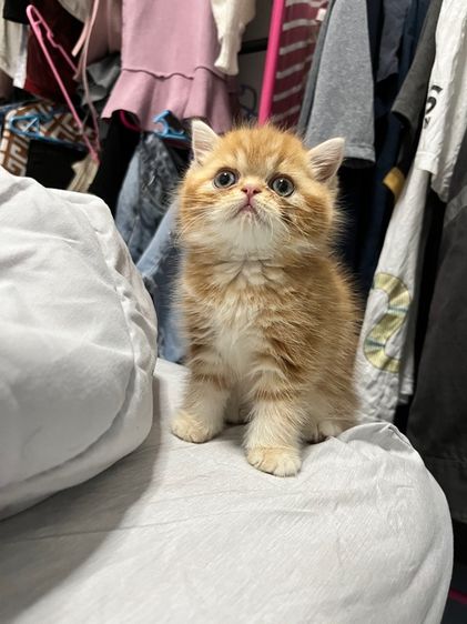 ลูกแมวพร้อมย้าย รูปที่ 4