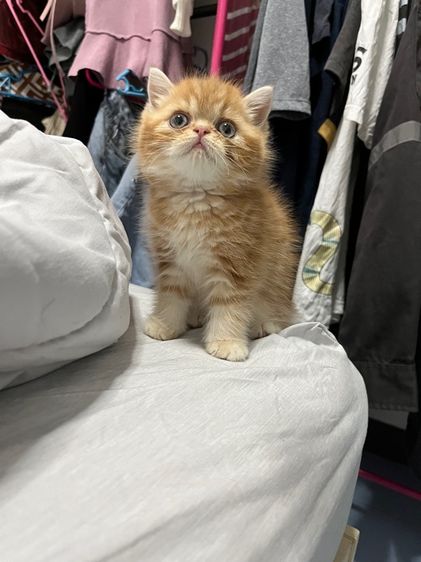 ลูกแมวพร้อมย้าย รูปที่ 9