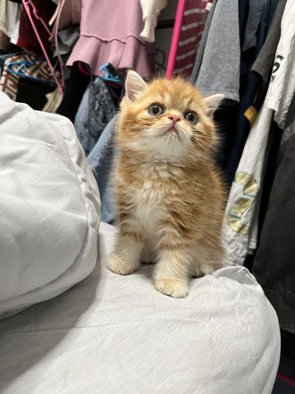 ลูกแมวพร้อมย้าย รูปที่ 2