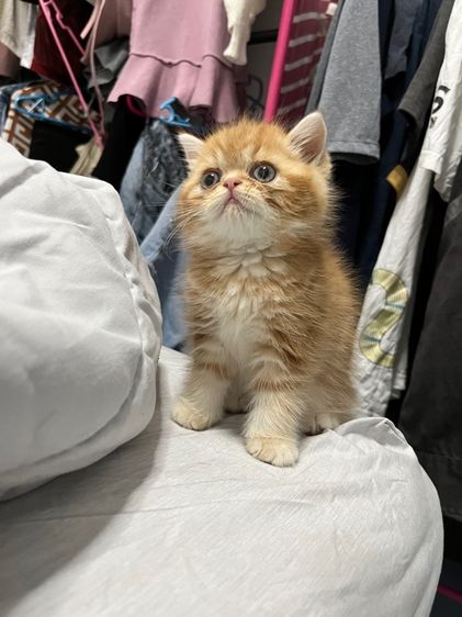 ลูกแมวพร้อมย้าย รูปที่ 5