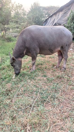 ควายสวยงาม รูปที่ 3