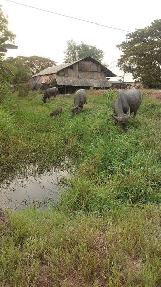 ควายสวยงาม รูปที่ 6