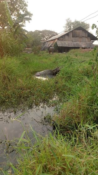 ควายสวยงาม รูปที่ 4