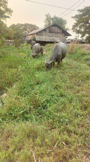 ควายสวยงาม รูปที่ 12