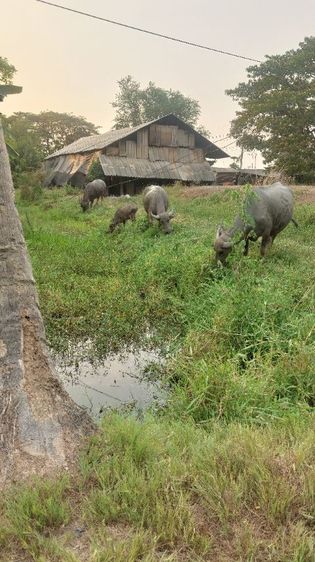 ควายสวยงาม รูปที่ 9