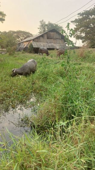 ควายสวยงาม รูปที่ 7